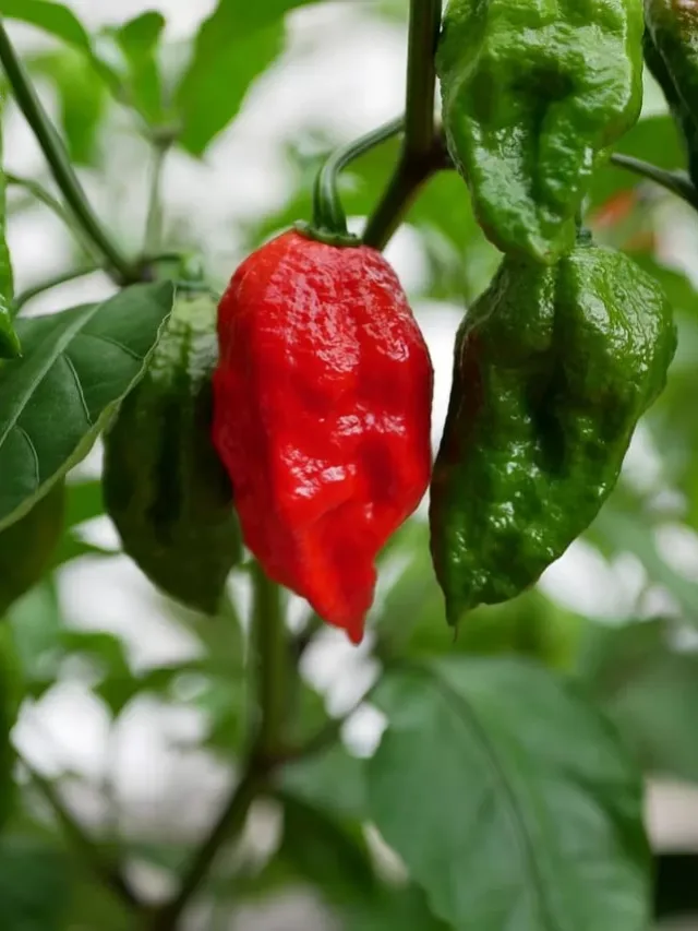 Spiciest Chilli peppers in the world