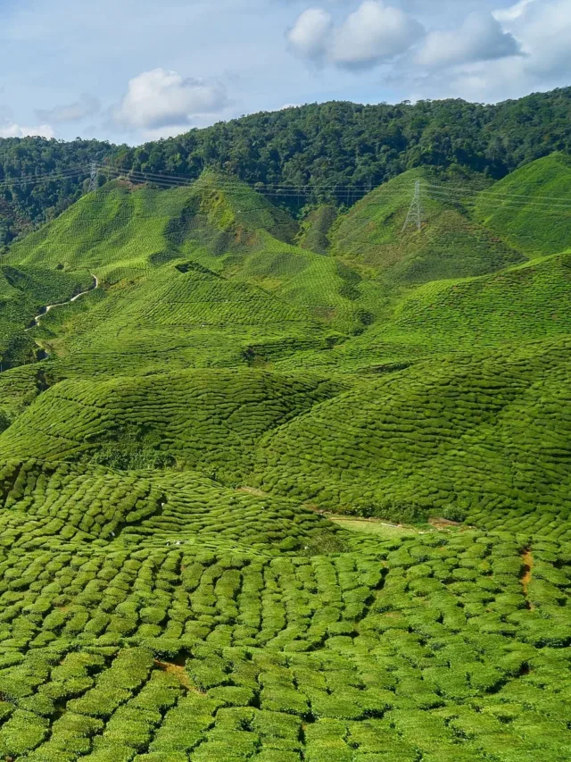 Where to find the best tea in Assam?