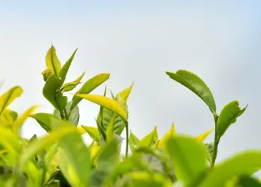 tea plantation