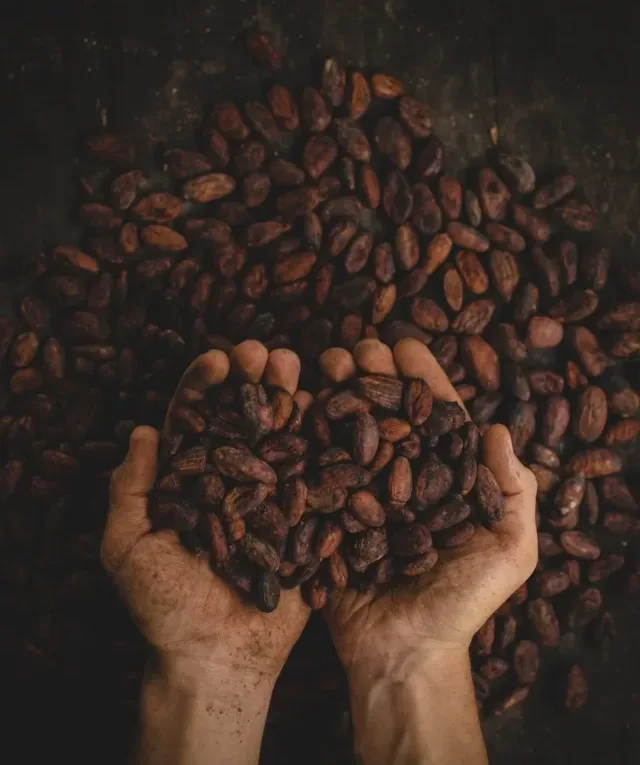 person holding dried cocoa beans