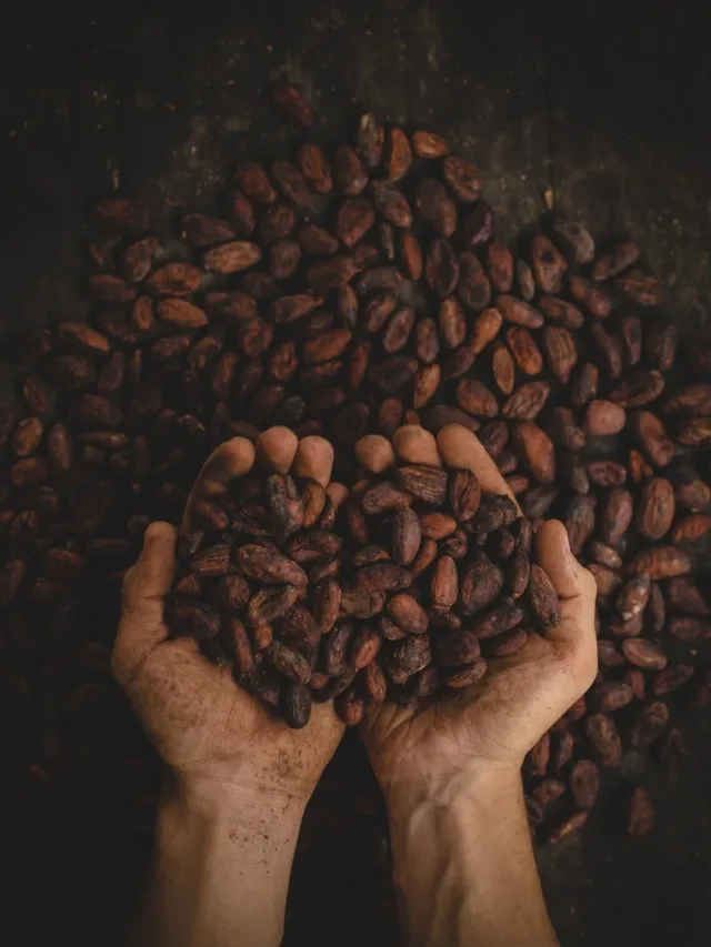 Where to find the best Cocoa Beans in the World?