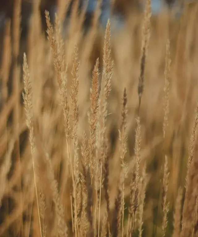 brown wheat field during daytime