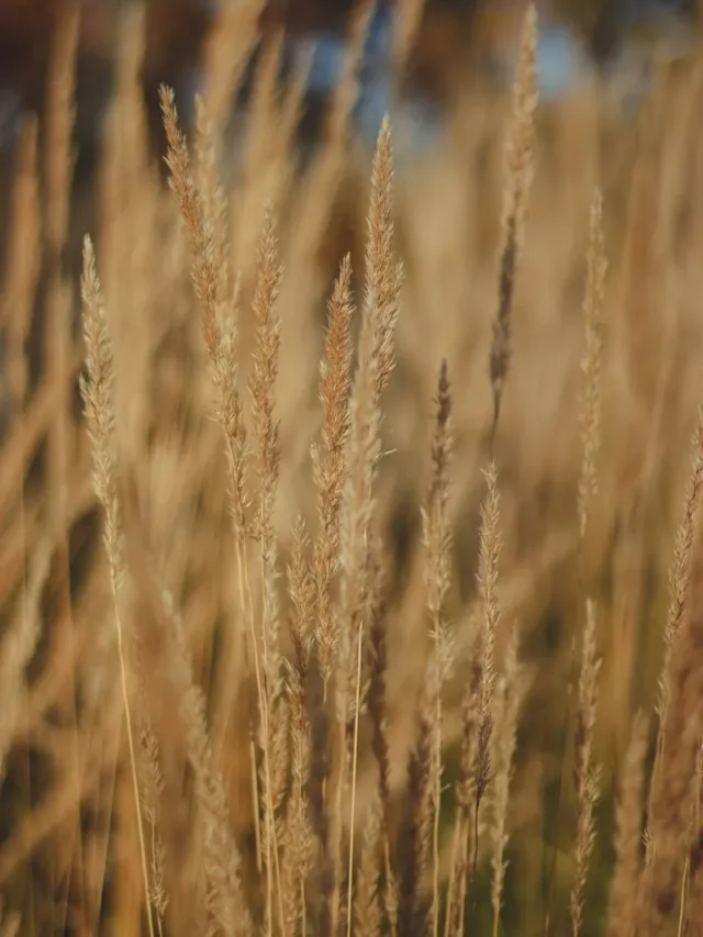 Which Indian State produces the most millet?